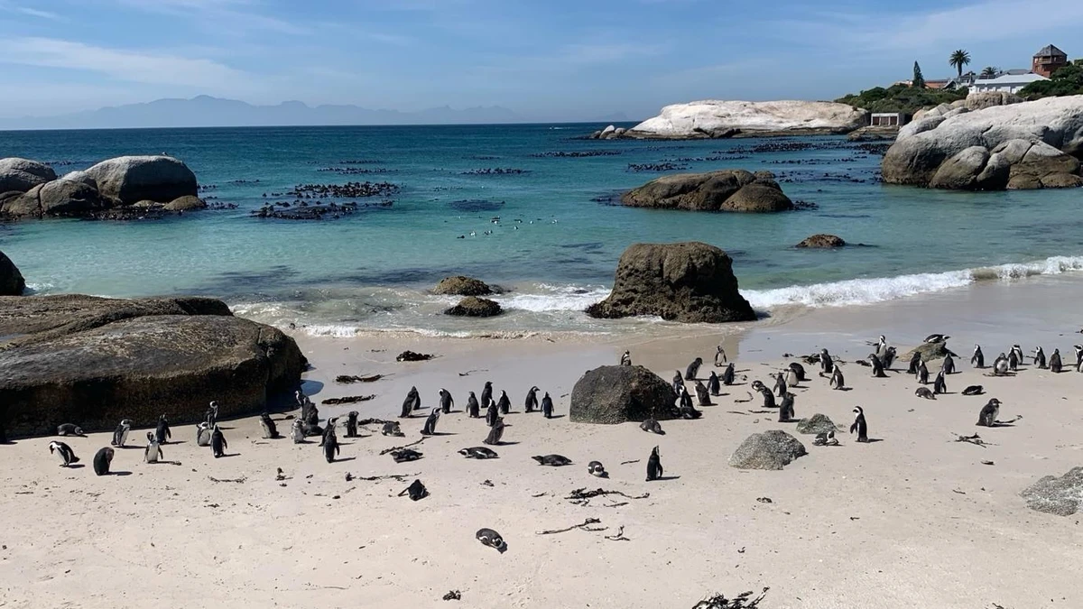 Cape Peninsula Day Journey: Penguins, Cape of Good Hope & Coastal Wildlife