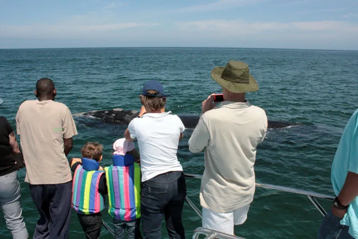 Whale Watching by Boat 1