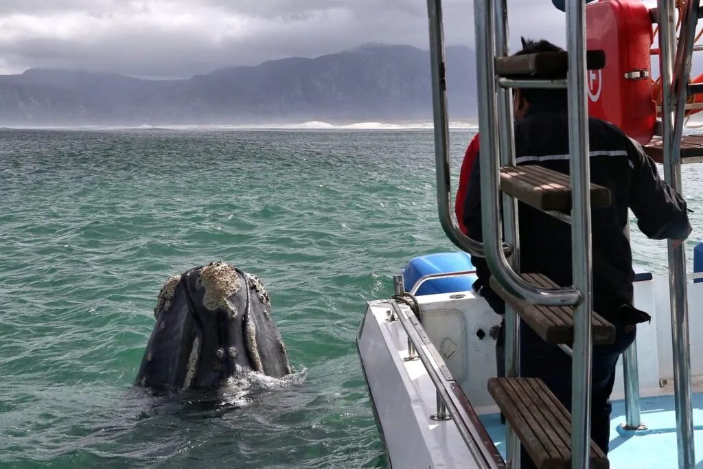 Whale Watching by Boat 2