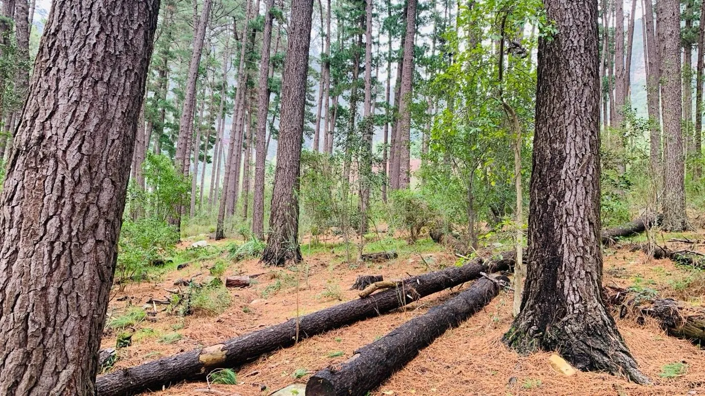 Garden Route Road Journey: Cape Town to Gqeberha 1