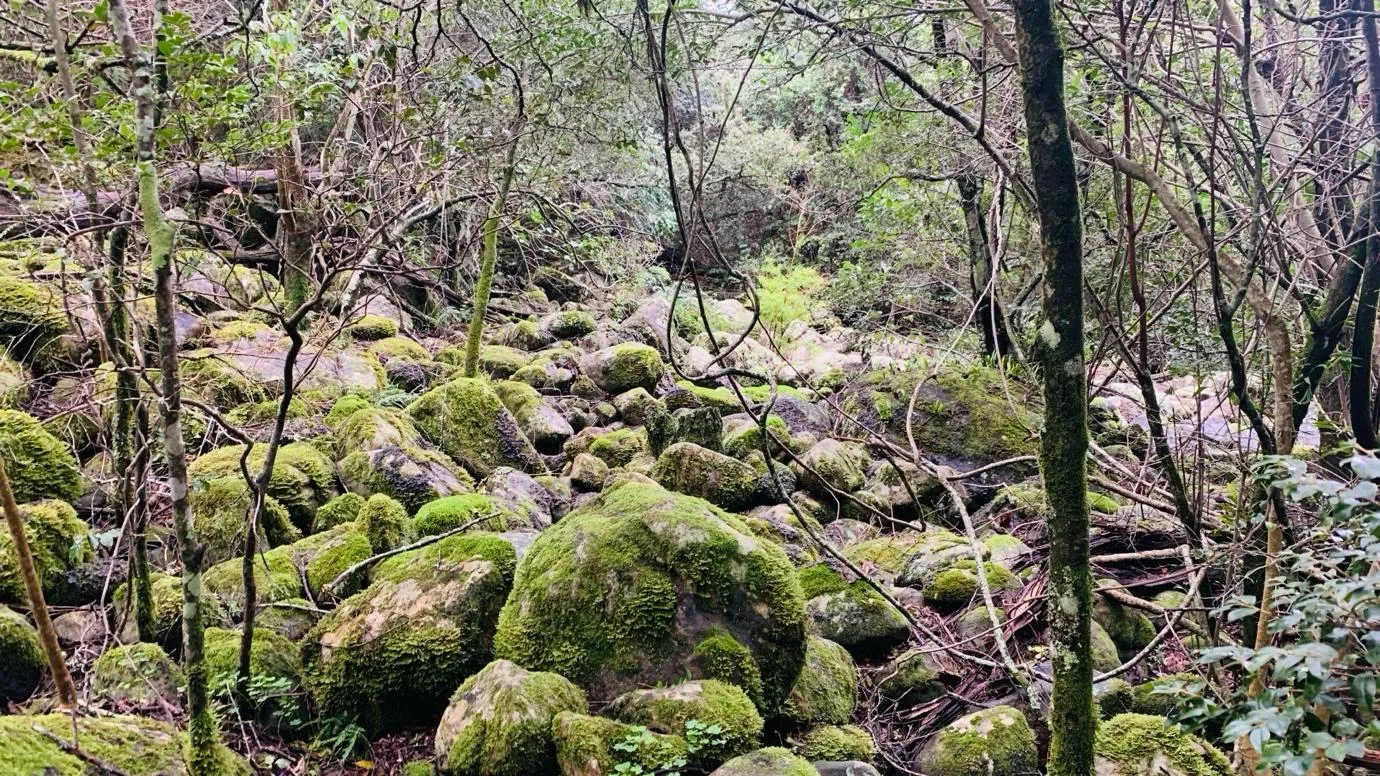 Garden Route Road Journey: Cape Town to Gqeberha 2